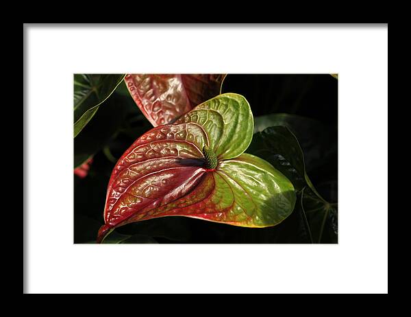 Red Framed Print featuring the photograph Anthurium Flamingo by Tammy Pool