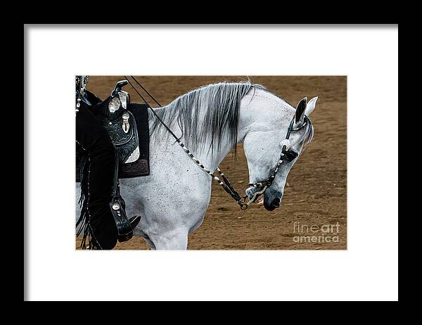 Horse Framed Print featuring the photograph Arabian Show Horse 2 #1 by Ben Graham