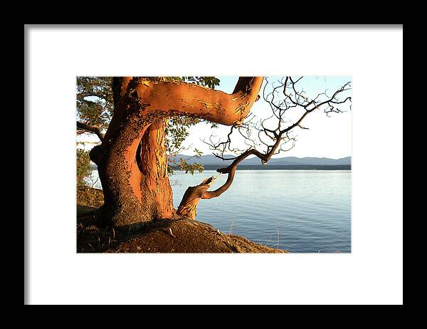 Gulf Islands Framed Print featuring the photograph Arbutus #1 by Kevin Oke