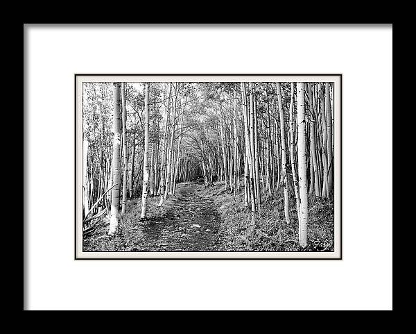 Aspen Framed Print featuring the photograph Aspen Forest by Farol Tomson