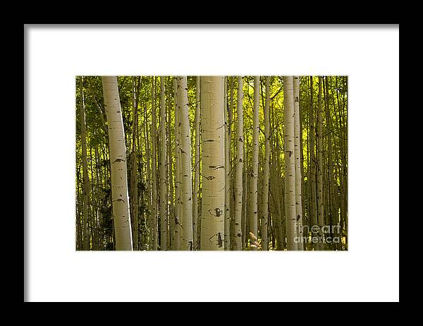 Aspen Trees Framed Print featuring the photograph Aspen Grove #1 by Timothy Johnson