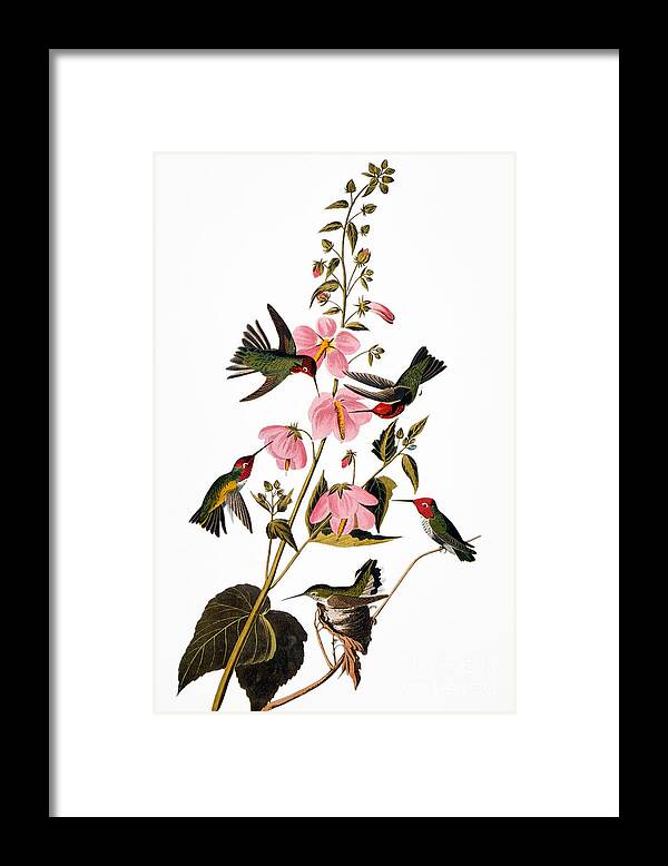 1838 Framed Print featuring the photograph Audubon: Hummingbird #1 by Granger