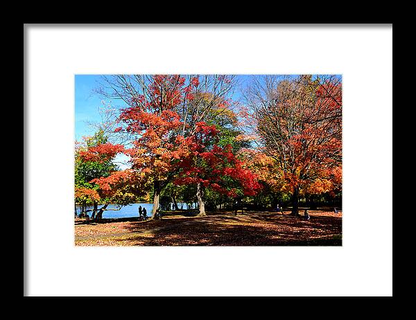 Autumn Framed Print featuring the photograph Autumn Leaves in Prospect Park #1 by Diane Lent