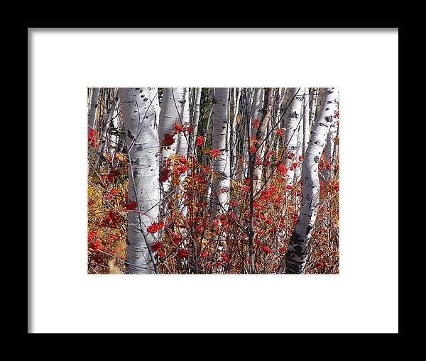 Autumn Framed Print featuring the photograph Autumn Splender #1 by Mark Smith