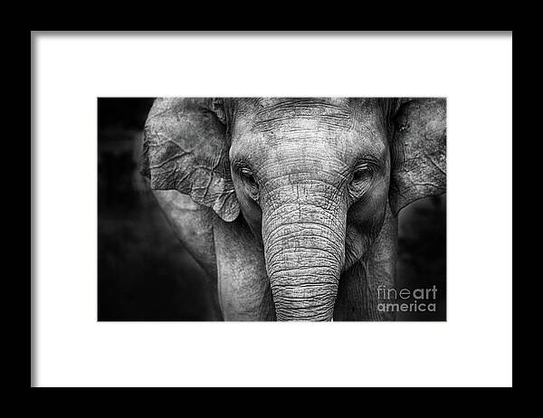 Elephant Framed Print featuring the photograph Baby Elephant #1 by Charuhas Images