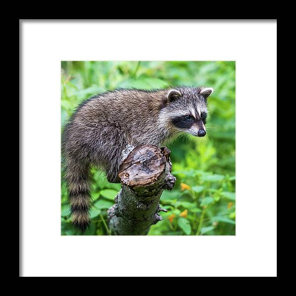 Racoon Framed Print featuring the photograph Baby Racoon #1 by Paul Freidlund