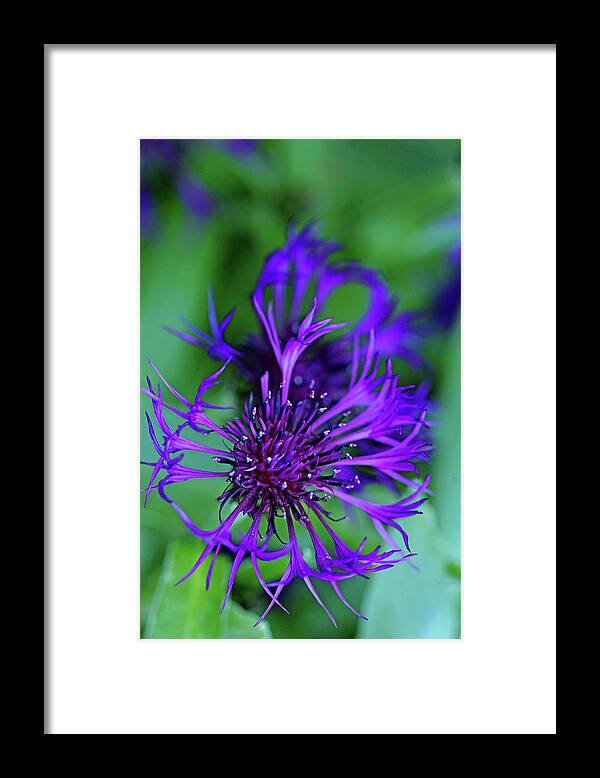 Cornflower Framed Print featuring the photograph Bachelor's Button #2 by Debbie Oppermann