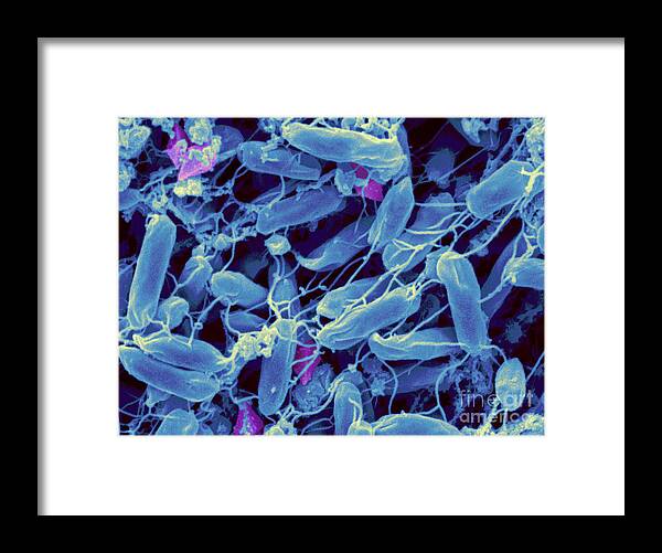Bacillus Thuringiensis Framed Print featuring the photograph Bacillus Thuringiensis Bacteria #1 by Scimat