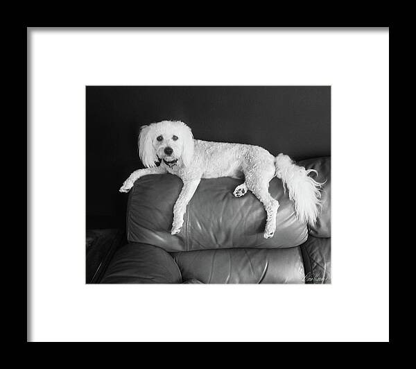 Cute Framed Print featuring the photograph Bailey #2 by Diana Haronis