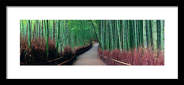 Kyoto Framed Print featuring the photograph Bamboo Grove #1 by Songquan Deng