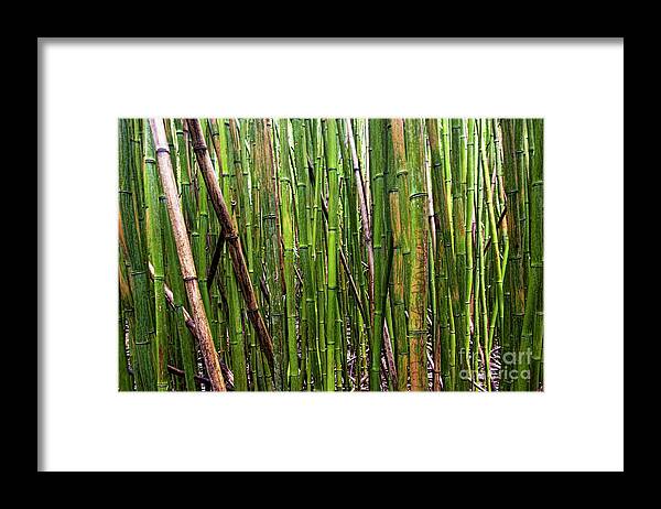 Bamboo Framed Print featuring the photograph Bamboo #1 by Baywest Imaging