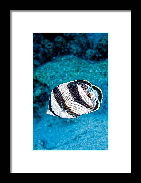 Banded Butterflyfish Framed Print featuring the photograph Banded Butterflyfish #1 by Perla Copernik