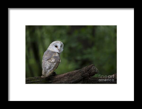 Owl Framed Print featuring the photograph Barn Owl in the Woods by Andrea Silies