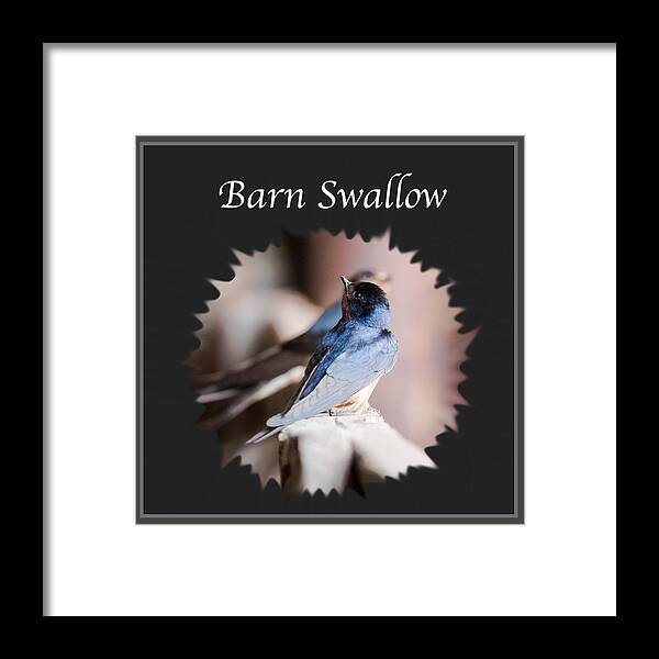 Barn Swallow Framed Print featuring the photograph Barn Swallow #1 by Holden The Moment
