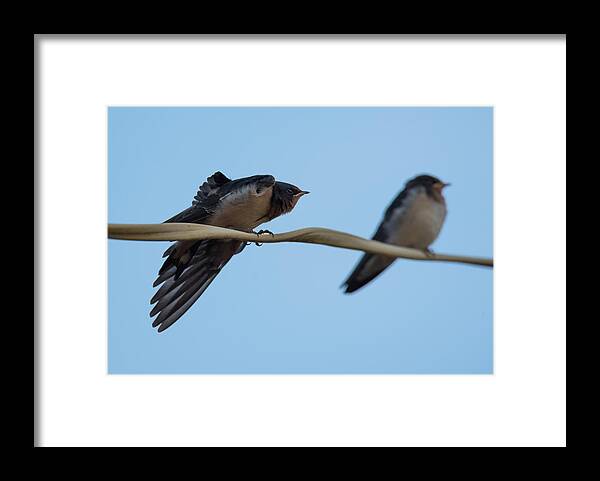 Barn Swallows Framed Print featuring the photograph Barn Swallows #1 by Holden The Moment