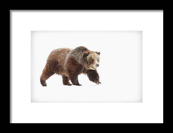 Bear Framed Print featuring the photograph Bear #1 by Steve McKinzie