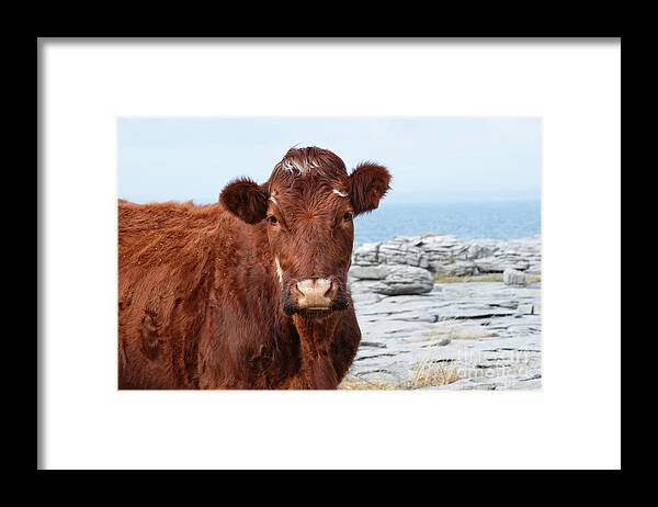 Cow Framed Print featuring the photograph Beautiful Brown Cow on the Burren in Ireland #1 by DejaVu Designs