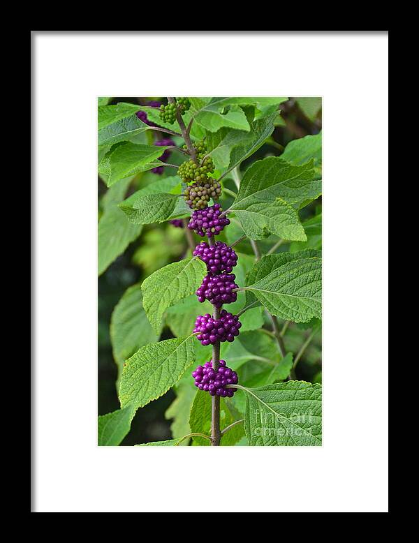 Berry Framed Print featuring the photograph BeautyBerry #1 by Carol Bradley