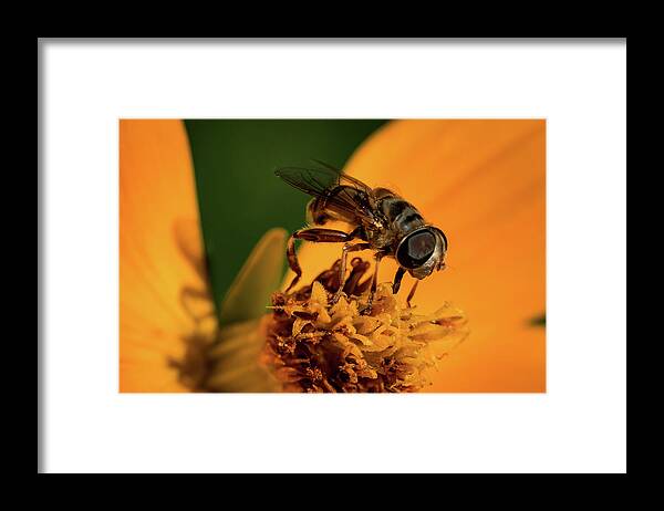 Jay Stockhaus Framed Print featuring the photograph Bee on Flower #1 by Jay Stockhaus