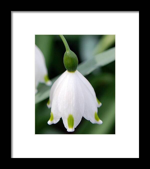Bell Flower Framed Print featuring the photograph Bell Flower by Amy Fose
