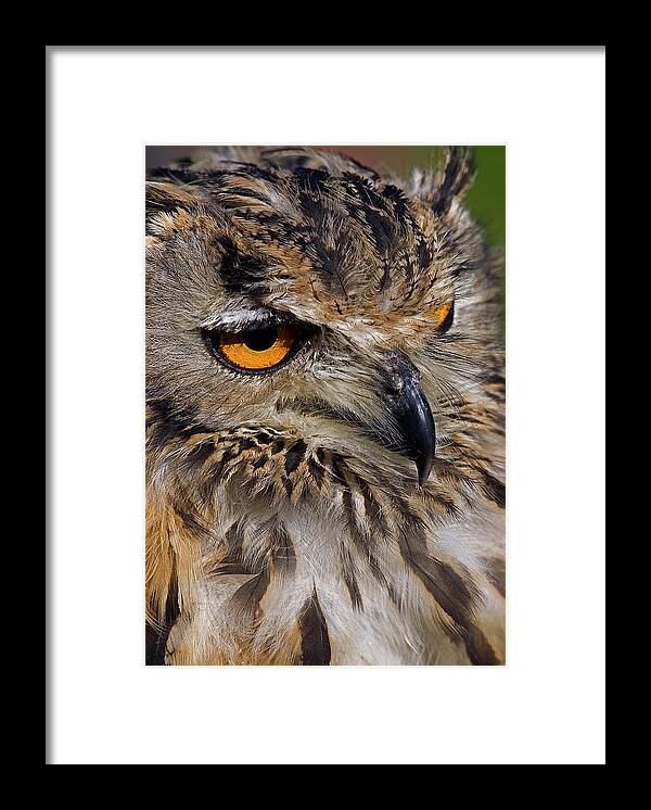 Bengal Eagle Owl Framed Print featuring the photograph Bengal Eagle Owl #1 by JT Lewis
