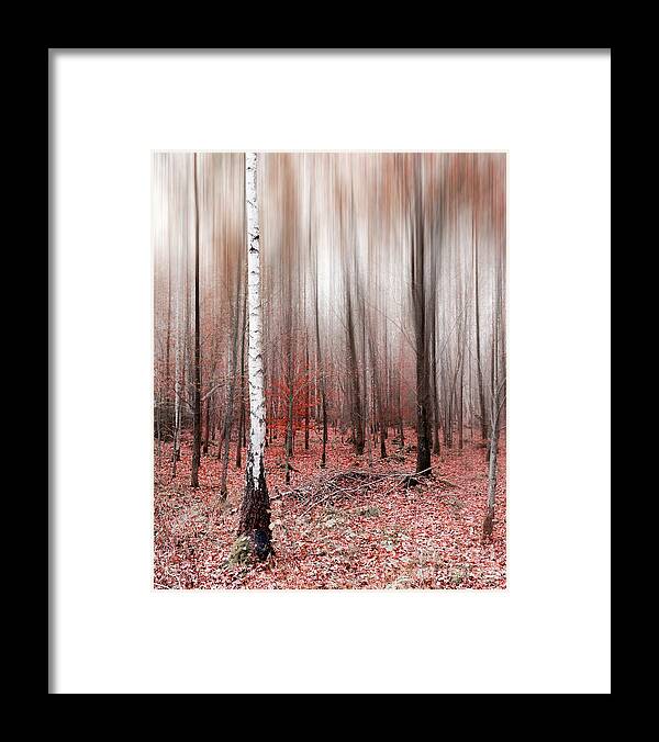 Abstract Framed Print featuring the photograph Birchforest In Fall by Hannes Cmarits
