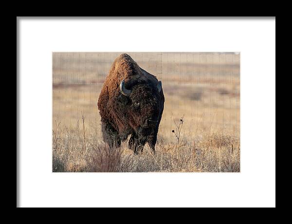 Bison Framed Print featuring the photograph Bison #1 by Catherine Lau
