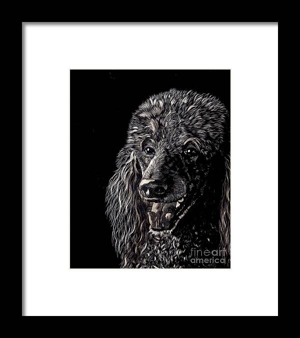 Scratchboard Framed Print featuring the drawing Black Standard Poodle #1 by Terri Mills
