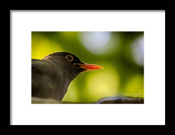 Animalia Framed Print featuring the photograph Blackbird #1 by Jivko Nakev