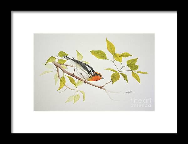Blackburnian Framed Print featuring the painting Blackburnian Warbler #1 by Charles Owens
