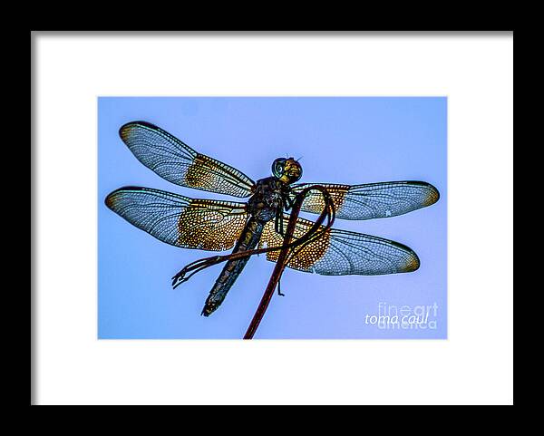 Dragonfly Framed Print featuring the photograph Blue Dragonfly #1 by Toma Caul