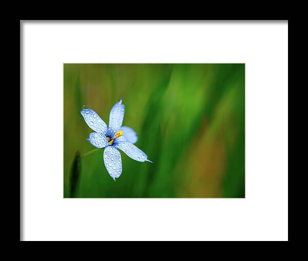Flower Framed Print featuring the photograph Blue Eyed Grass Flower by Brad Boland