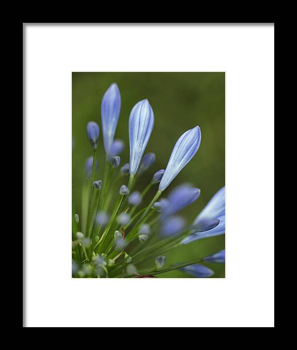 Flower Framed Print featuring the photograph Blue Flowers #1 by Nailia Schwarz