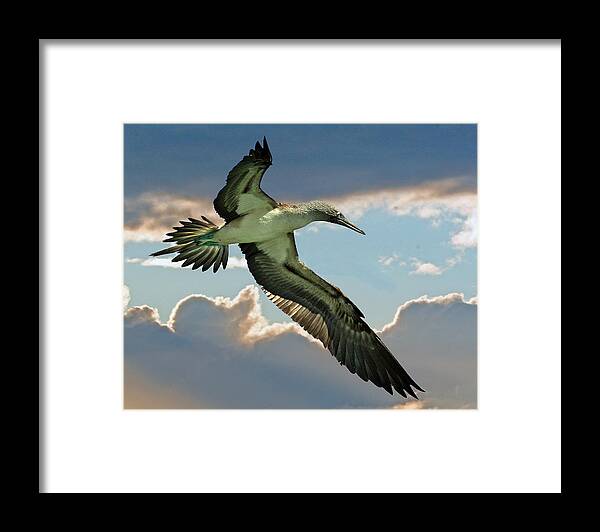 Blue-footed Booby Framed Print featuring the photograph Blue-footed Booby #1 by Larry Linton