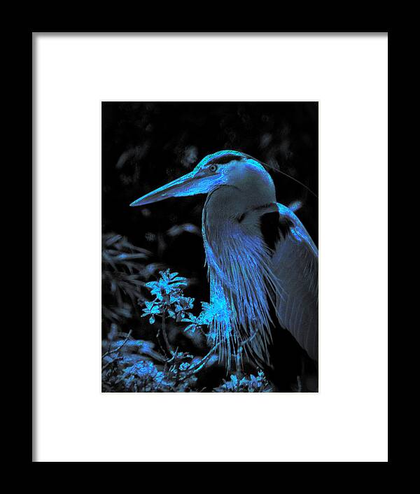 Bird Framed Print featuring the photograph Blue Heron #1 by Lori Seaman
