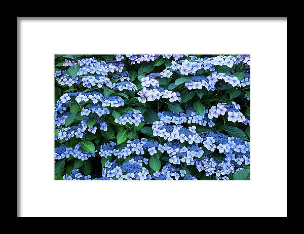 Theresa Tahara Framed Print featuring the photograph Miksang 12 Blue Hydrangea by Theresa Tahara
