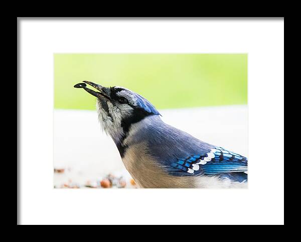 Blue Jay Framed Print featuring the photograph Blue Jay  by Holden The Moment