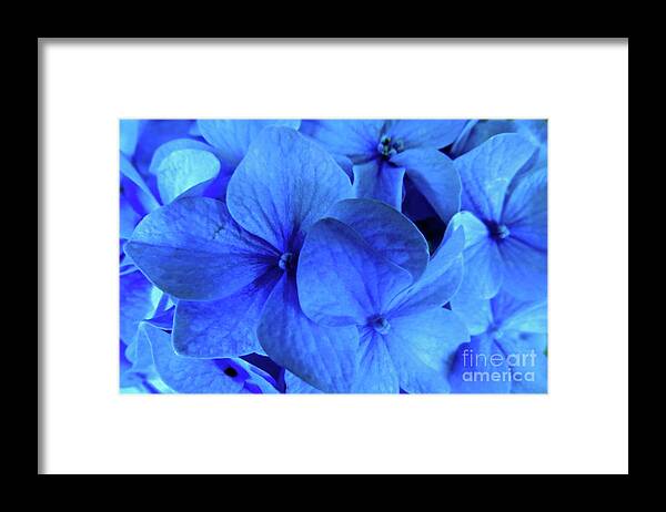 Blue Flowers Framed Print featuring the photograph Blue #1 by Nancy Patterson