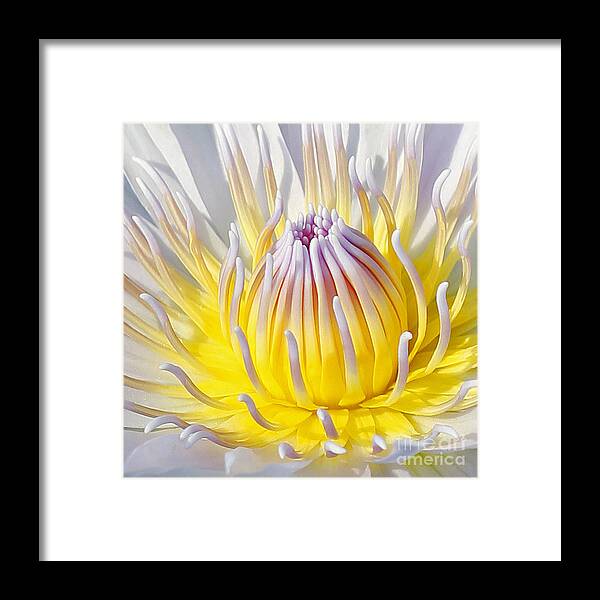  Blue Lotuses Framed Print featuring the photograph Blue Water Lily #1 by Jennifer Robin