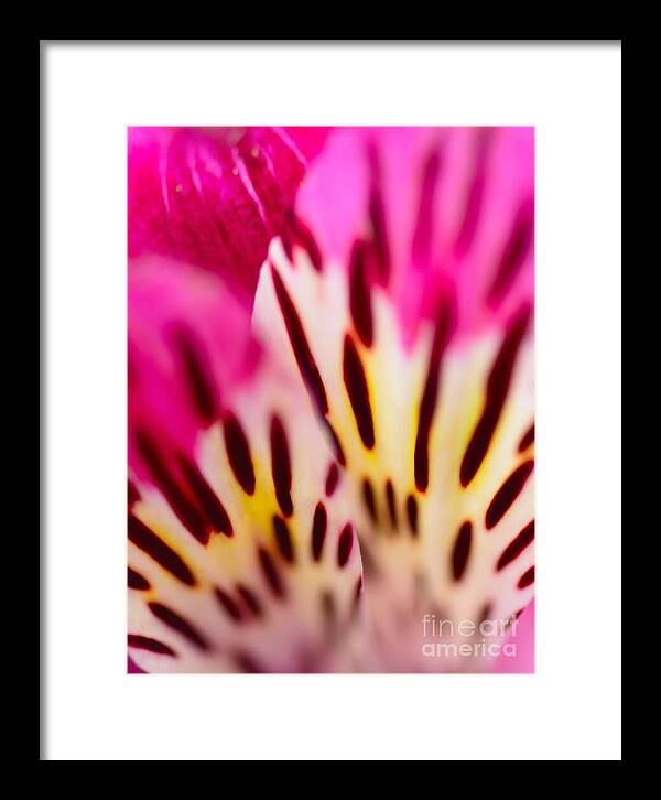 Floral Framed Print featuring the photograph Encinitas Explosion by John F Tsumas