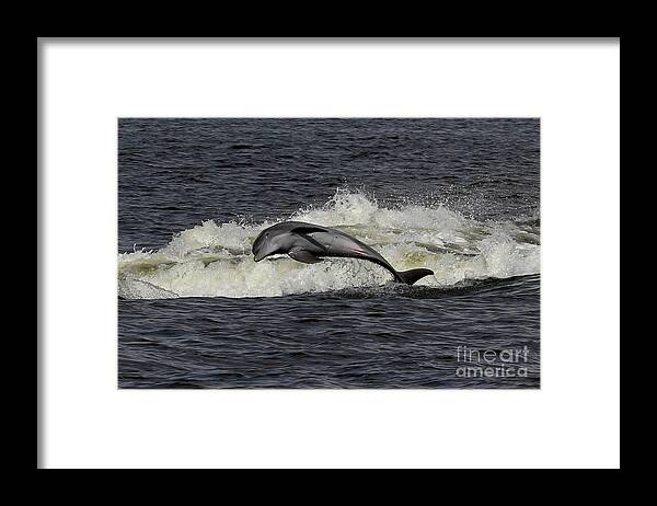 Bottlenose Dolphin Framed Print featuring the photograph Bottlenose Dolphin #2 by Meg Rousher