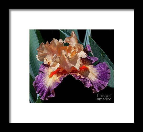 Iris Framed Print featuring the photograph Bountiful #1 by Doug Norkum