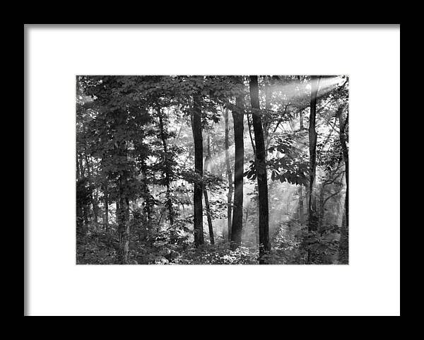 Sunlight Framed Print featuring the photograph Breaking Through the Canopy #1 by Kristin Elmquist