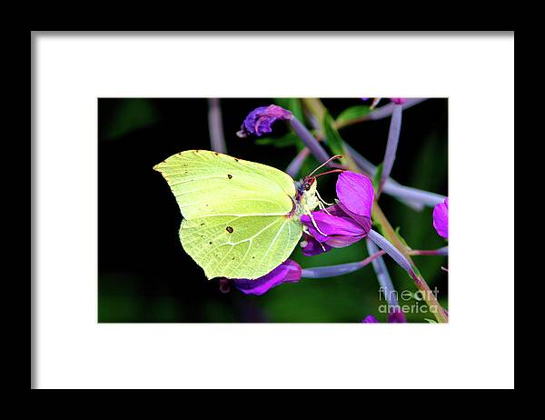 Animal Framed Print featuring the photograph Brimstone butterfly by Amanda Mohler