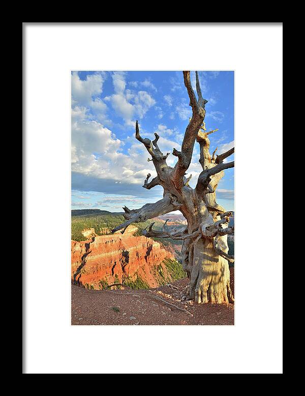 Dixie National Forest Framed Print featuring the photograph Bristlecone Pine #1 by Ray Mathis