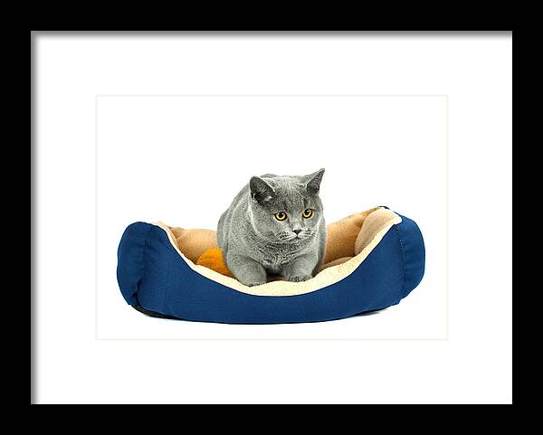 Adorable Framed Print featuring the photograph British cat #1 by Boyan Dimitrov
