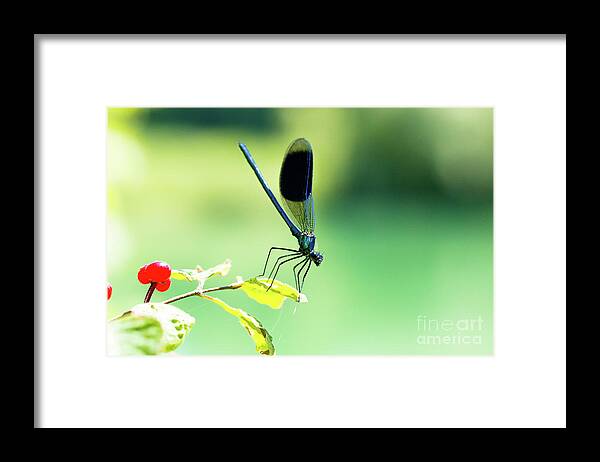 Countryside Framed Print featuring the photograph Broad-winged Damselfly, Dragonfly by Amanda Mohler