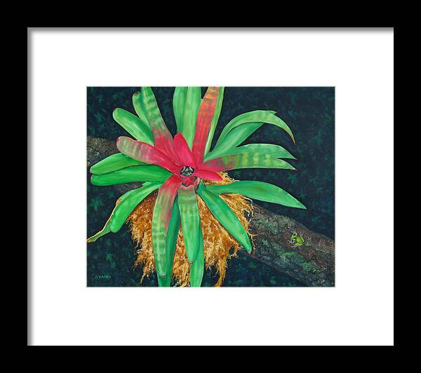 Flora Framed Print featuring the painting Bromeliad #1 by Charles Yates