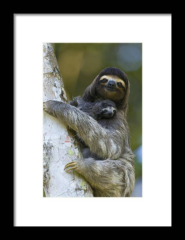 Mp Framed Print featuring the photograph Brown-throated Three-toed Sloth by Suzi Eszterhas