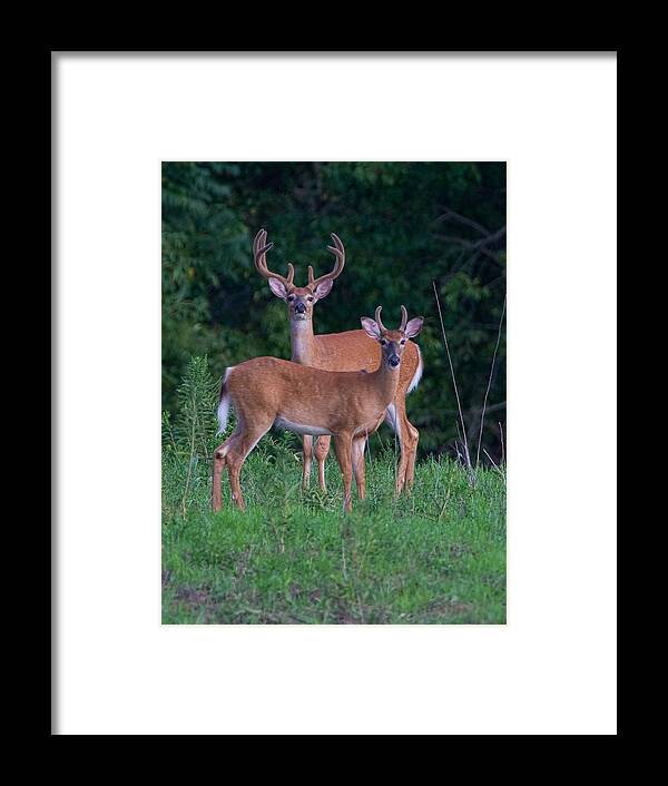Deer Framed Print featuring the photograph Buck Father and Son #1 by William Jobes